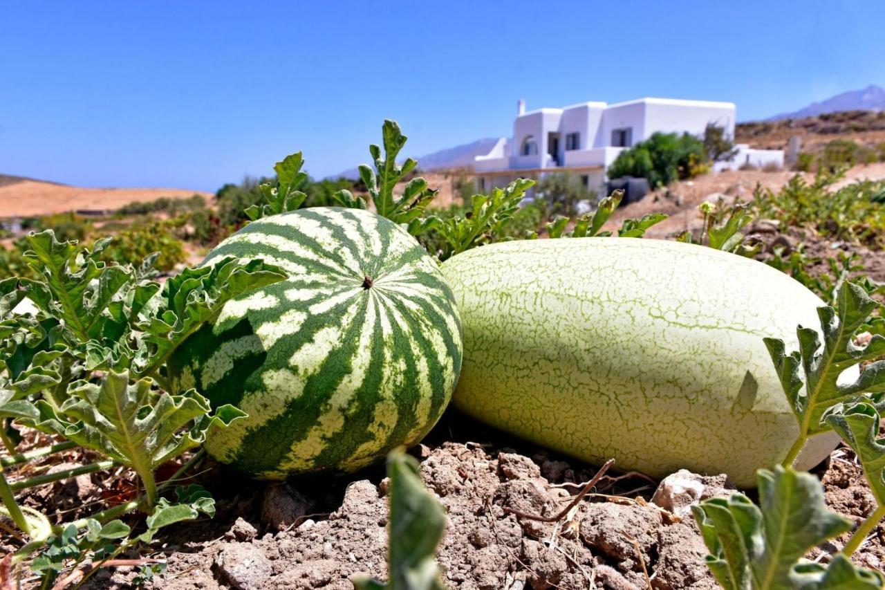 Relaxia Estate Naxos Apartment Galini  ภายนอก รูปภาพ